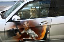 Mercedes Benz GLK - Аэрография собачка в окне